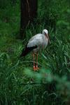 storch1