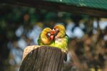 Zoo_Gelsenkirchen_351