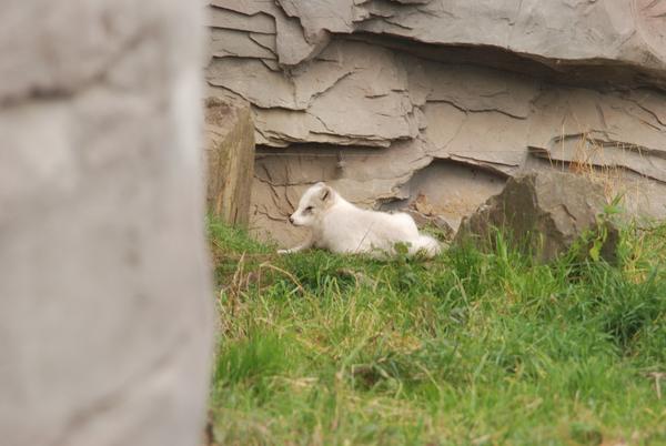 Zoo_Gelsenkirchen_059