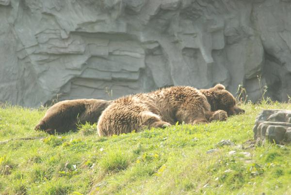 Zoo_Gelsenkirchen_087