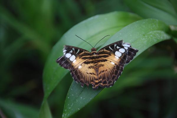 Schmetterling3