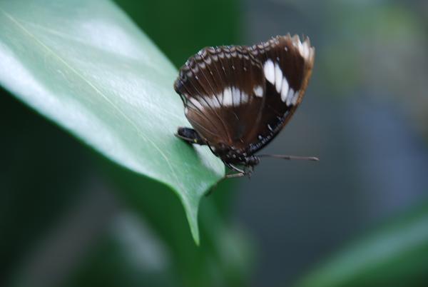 Schmetterling6