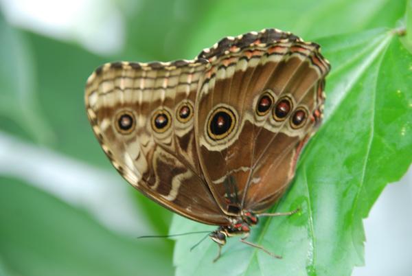 Schmetterling7