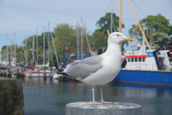 Ostsee_0432